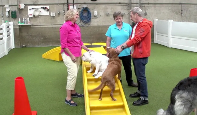 The Dog Gurus