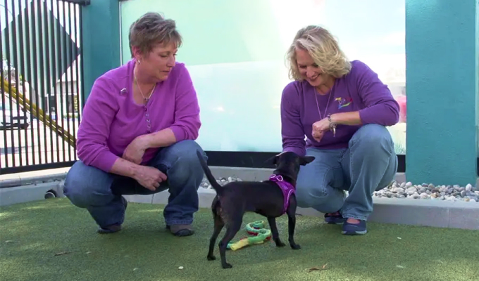 The Dog Gurus