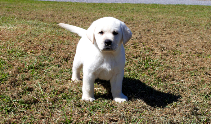 White Dog Labs